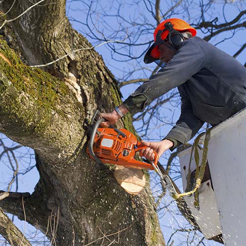 Residential Tree Trimming and Removal in Houston